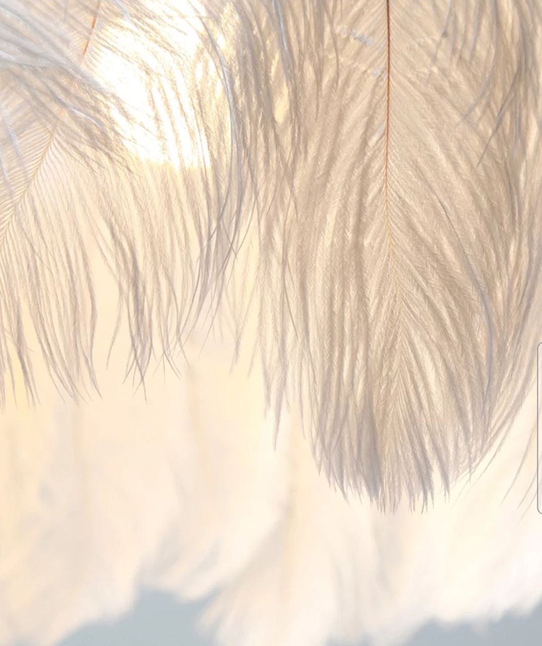 Lampa sufitowa z piórami  boho APP662 Złota